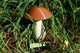 3D Druck "Pilz" Geocaching - RJC - Circle