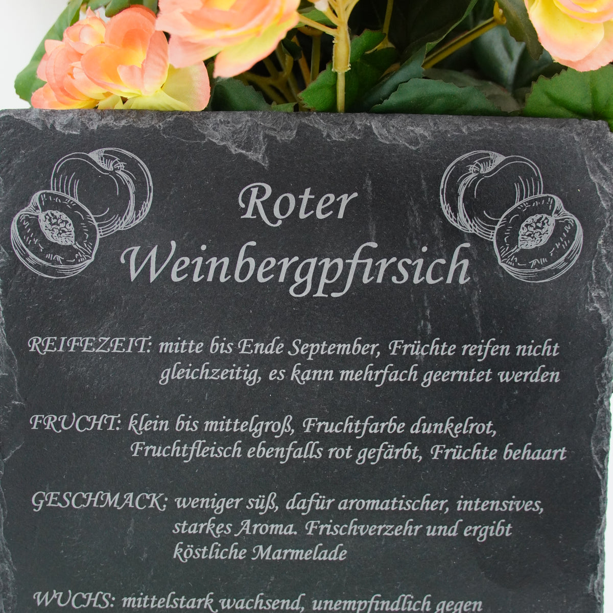 Garten Baumschilder Pfirsich