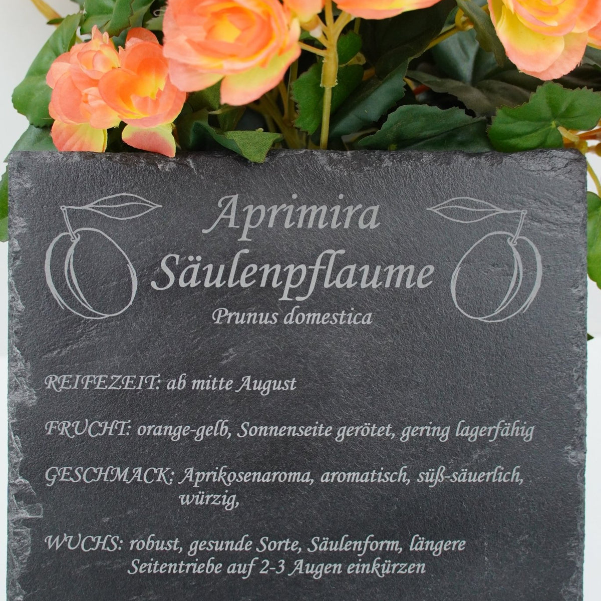 Garten Baumschilder Pflaumen - RJC - Circle