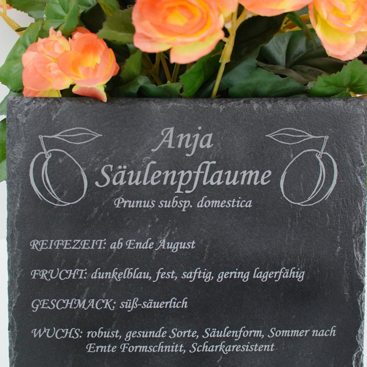 Garten Baumschilder Pflaumen - RJC - Circle