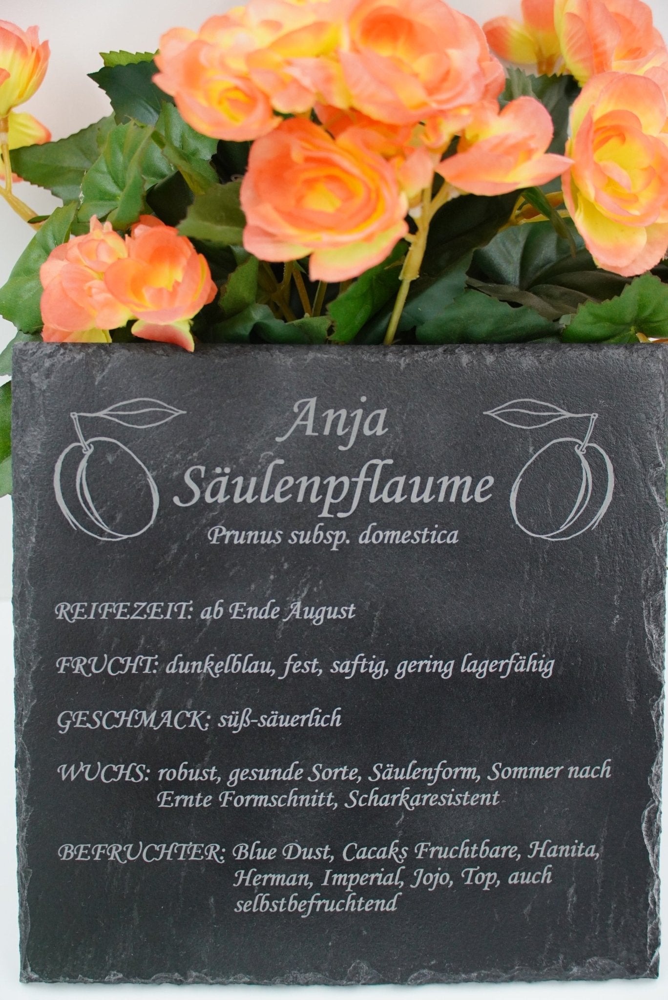 Garten Baumschilder Pflaumen - RJC - Circle