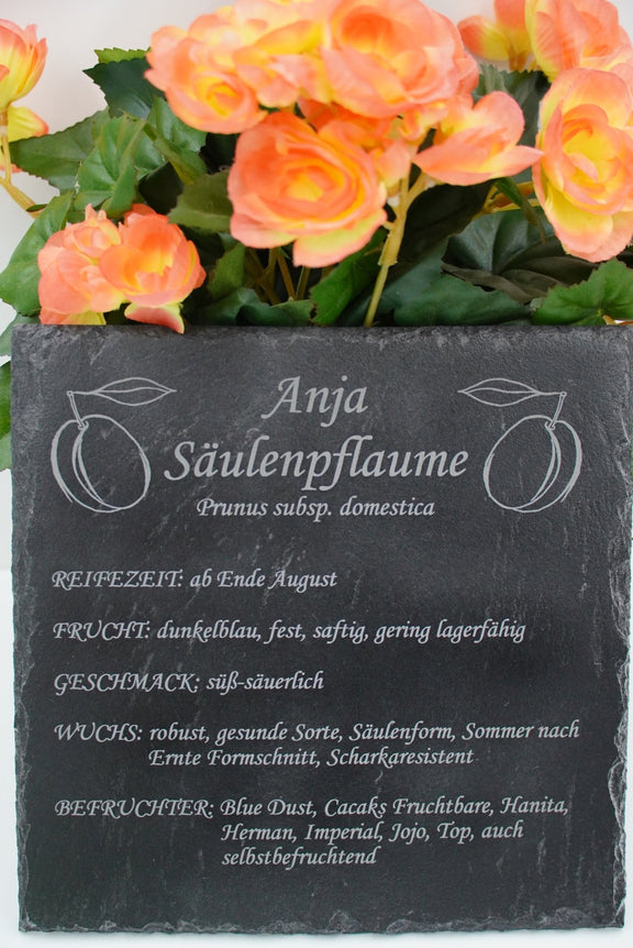 Garten Baumschilder Pflaumen - RJC - Circle