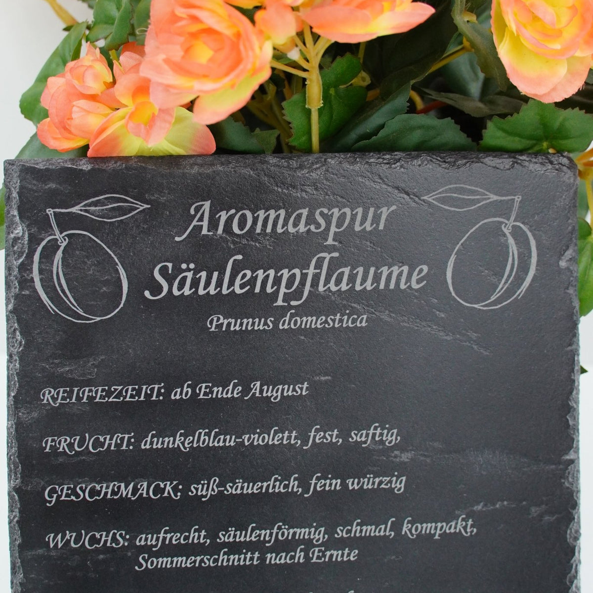 Garten Baumschilder Pflaumen - RJC - Circle