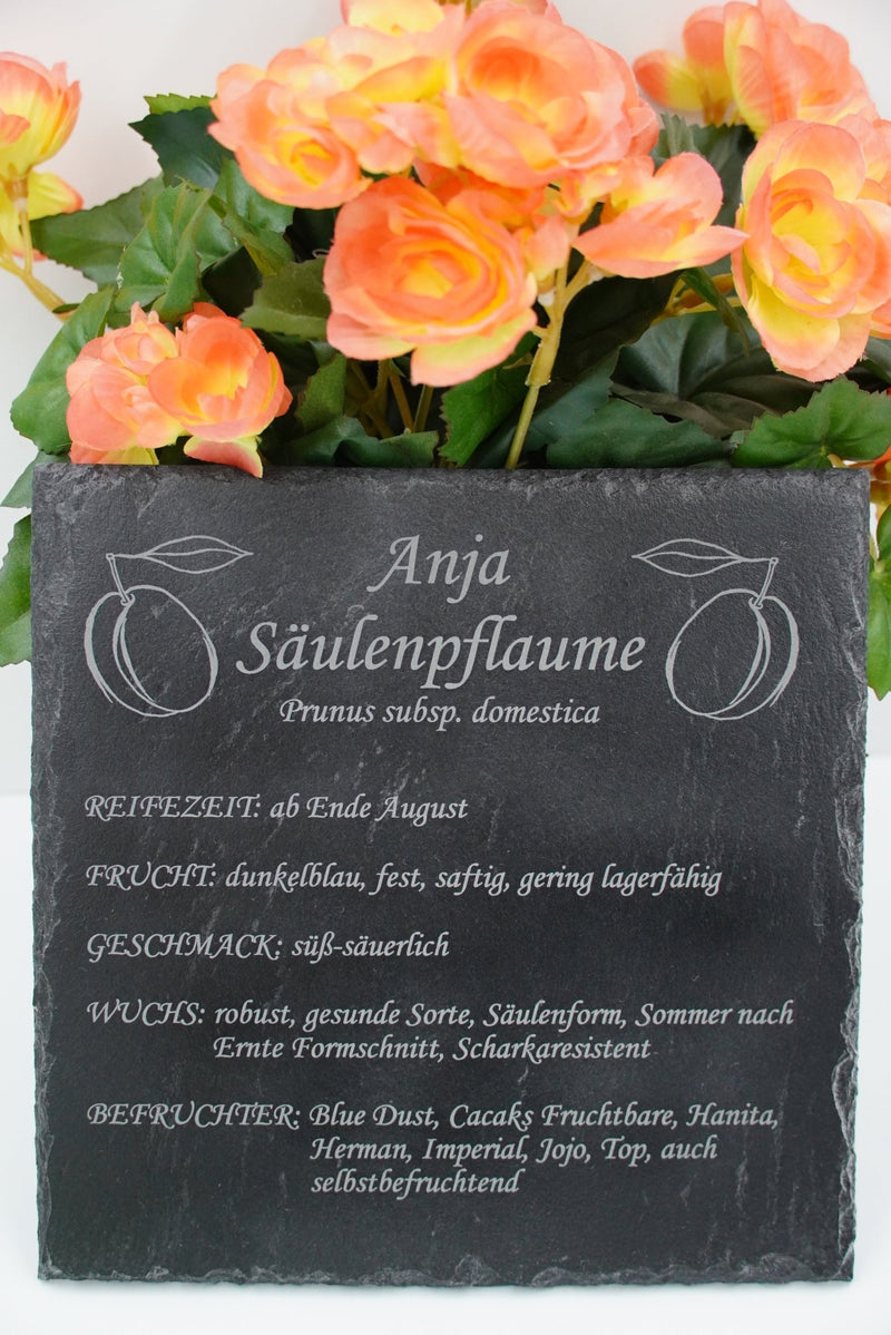 Garten Baumschilder Pflaumen - RJC - Circle