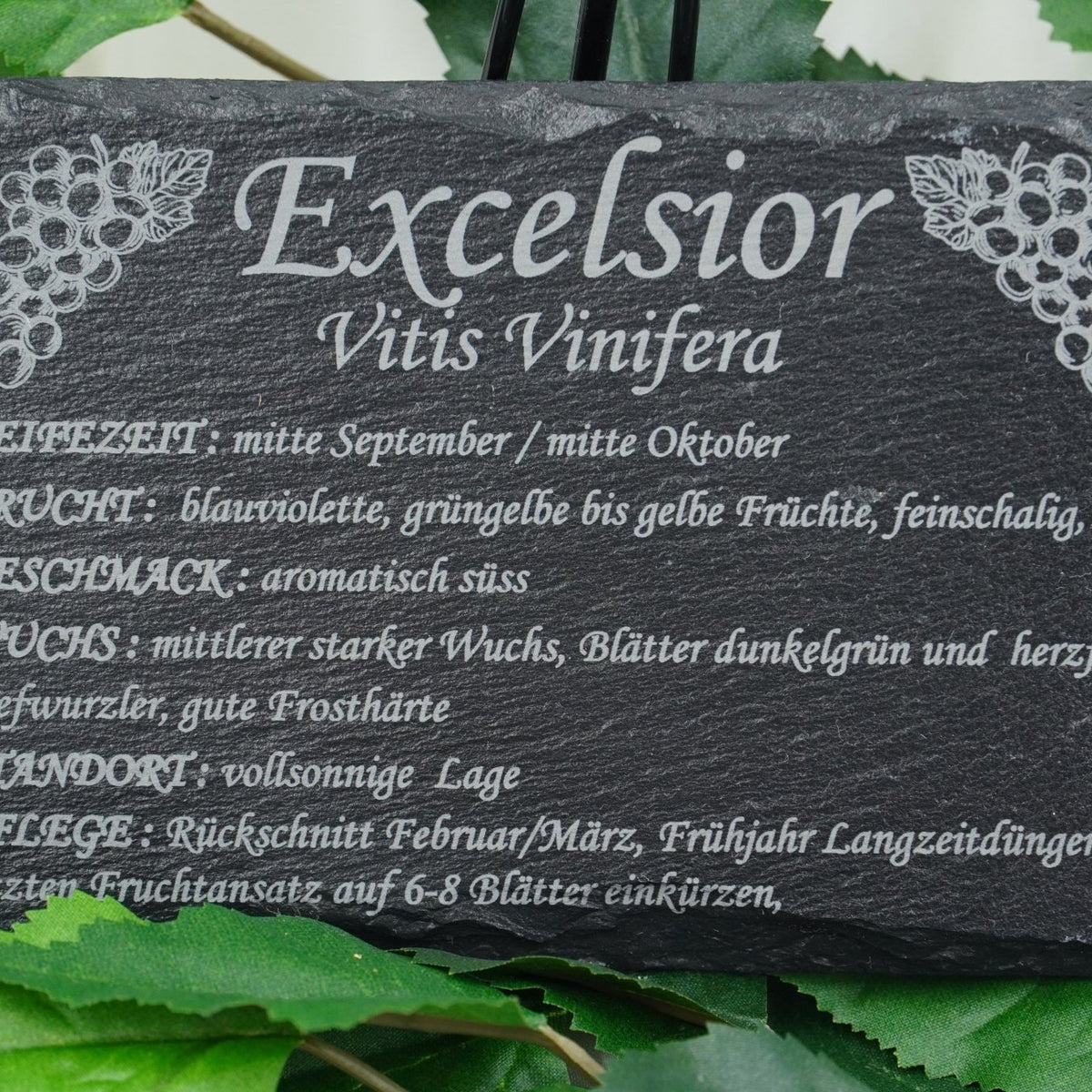 Garten Weinpflanzen - RJC - Circle