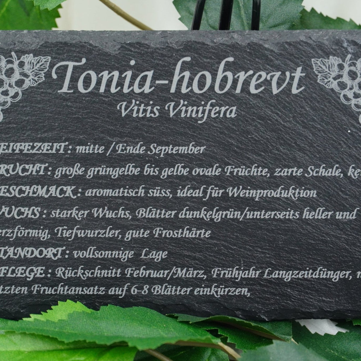 Garten Weinpflanzen - RJC - Circle