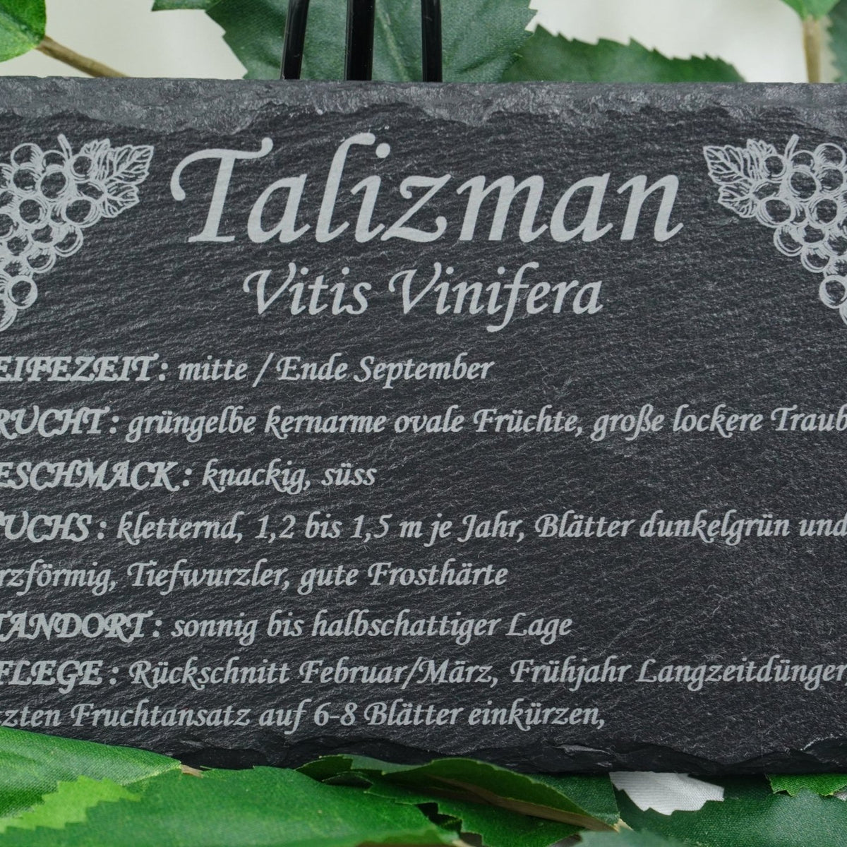 Garten Weinpflanzen - RJC - Circle