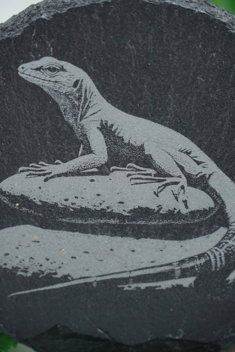 Tier Untersetzer Echse, Frosch, Kolibri, Libelle - RJC - Circle